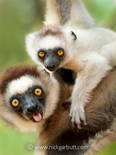 sifaka beautiful pictures interesting knowledge Reader