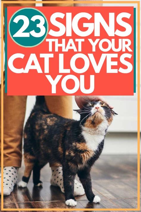 signs a cat loves you