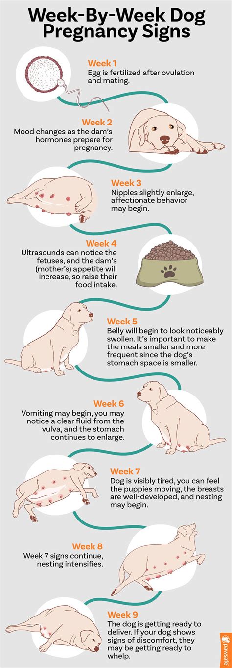 signs of dog pregnancy