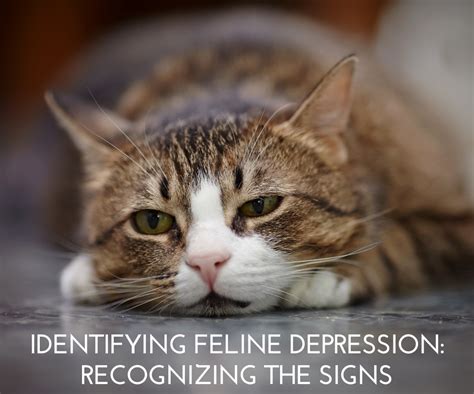 signs of feline depression