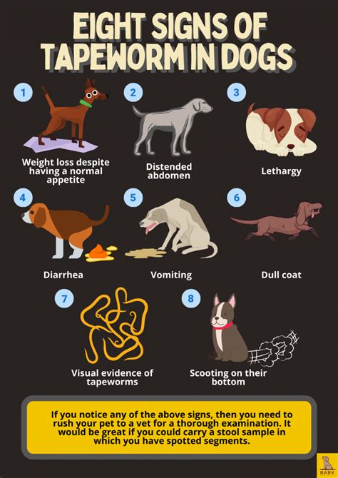 signs of tapeworm in dogs