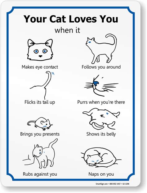 signs your cat loves you