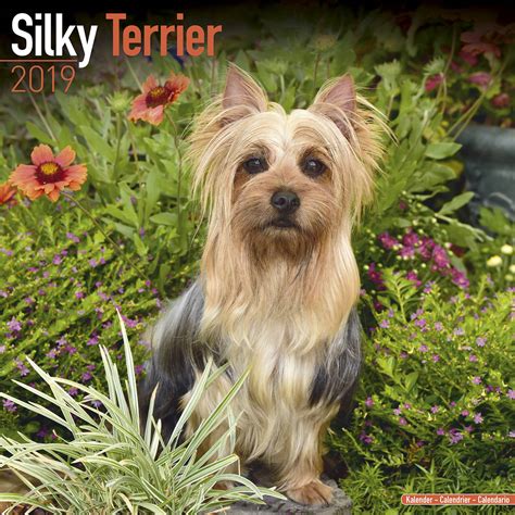 silky terrier calendar breed specific silky terrier calendar 2015 wall calendars dog calendars monthly Kindle Editon