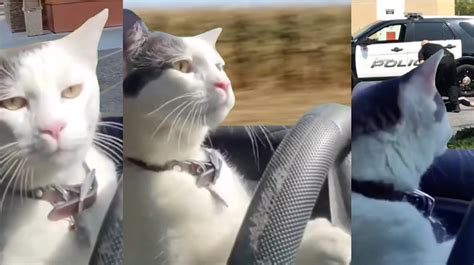 silly cat driving truck