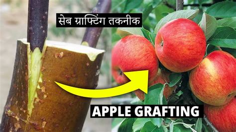 simple apple grafting Kindle Editon