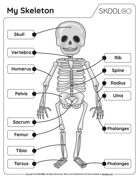 simple diagram of a skeleton for kids pdf Epub