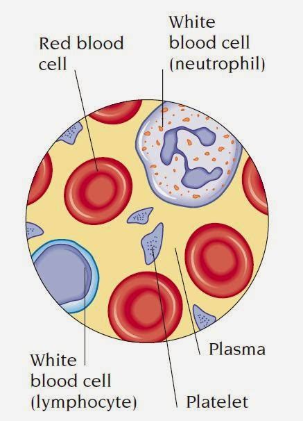 simple diagram of blood cells for kids pdf Doc