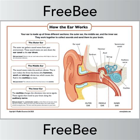 simple ear diagram for kids pdf PDF