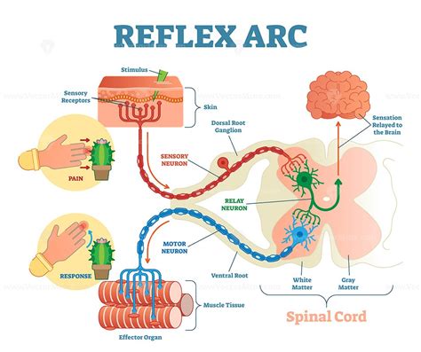 simple reflex arc diagram pdf Epub