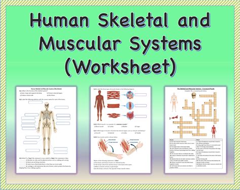 skeletal and muscular system answers Reader