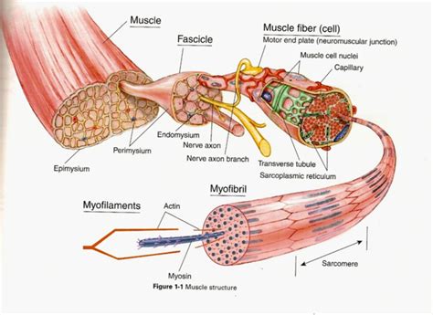 skeletal muscle structure function and plasticity Reader