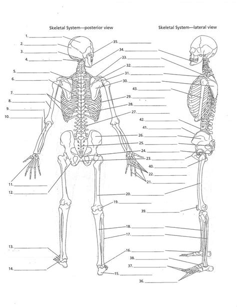 skeletal system blank worksheet Reader