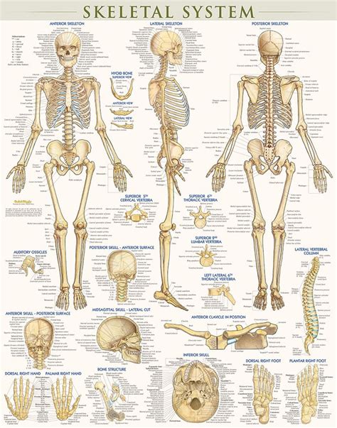 skeletal system laminated Epub