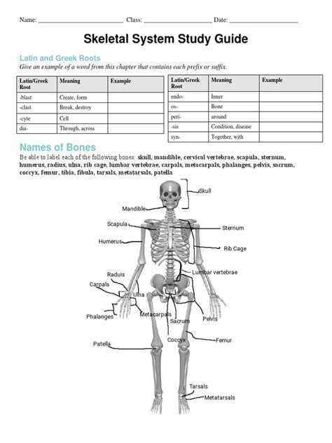 skeletal system study guide with answer key pdf Doc