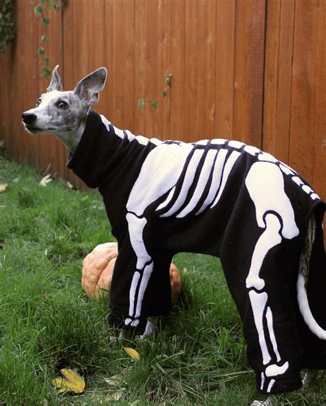 skeleton dog costume