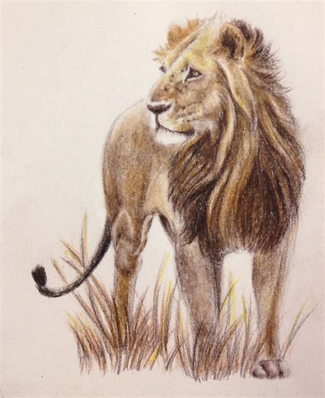 sketches of lions