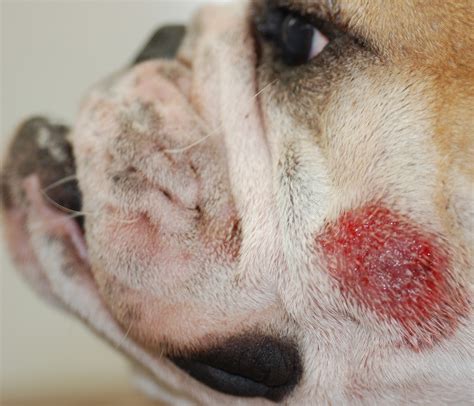 skin cancer in dogs