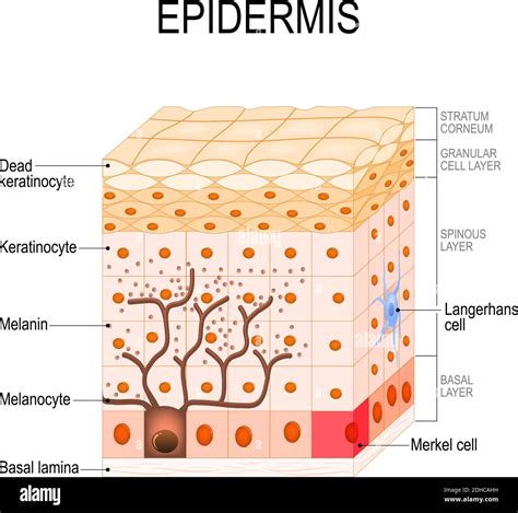 skin cell diagram pdf Kindle Editon