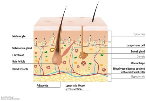 skin cell diagram pdf Kindle Editon