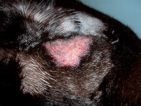 skin infections in dogs