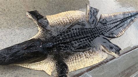 skinned alligator