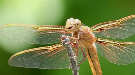 skyler tortuga secrets dragonfly dancer Kindle Editon