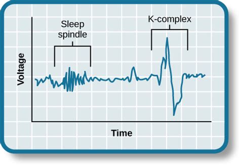 sleep spindles ap psych