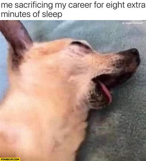 sleeping dog meme