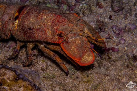 slipper lobster