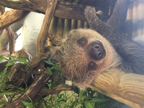 sloth experience near me