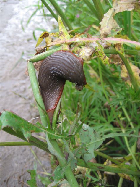 slug en español