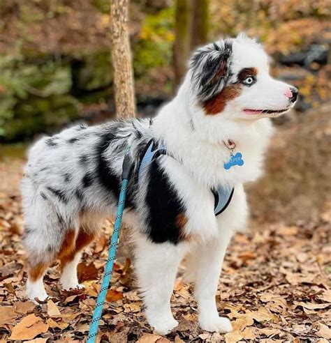 small australian shepherd