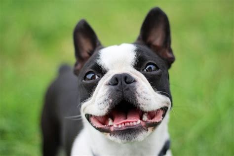 small black and white dog