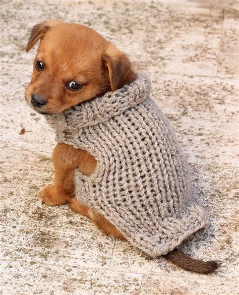 small dog jumpers