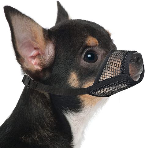 small dog muzzle