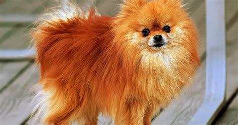 small fluffy dog breeds