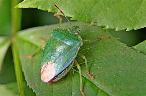 small green bugs in my backyard chair