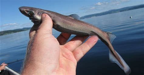 smallest shark in the world