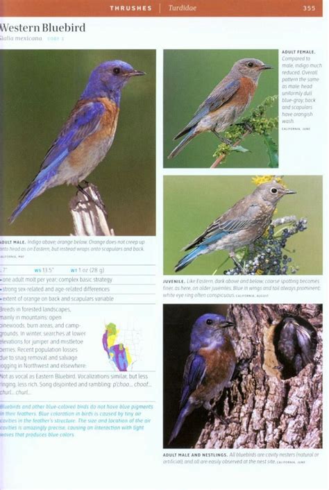 smithsonian field guide to the birds of north america Kindle Editon