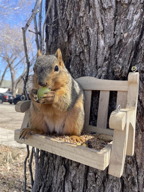 snacks for squirrels