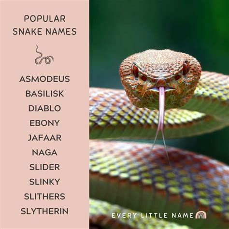 snake name