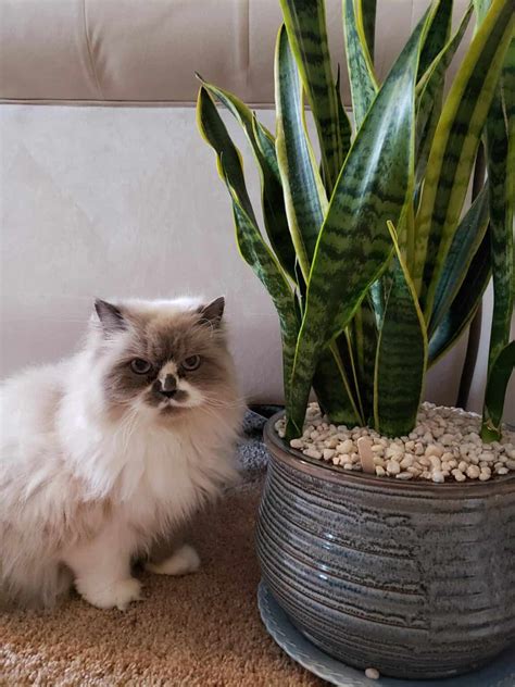 snake plant cats