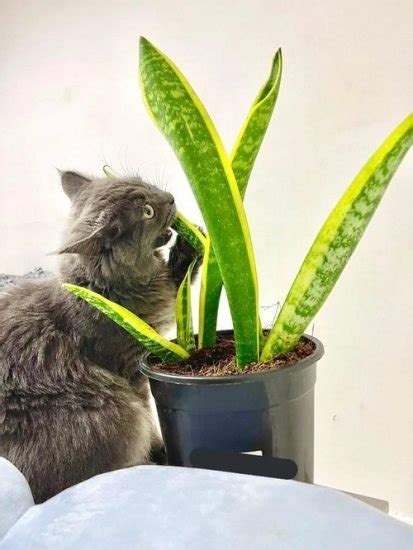 snake plant safe for cats