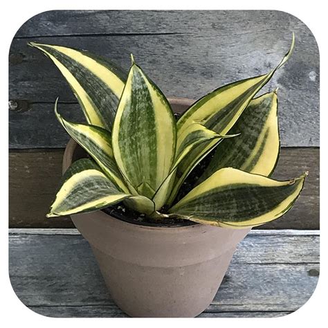 snake plants near me