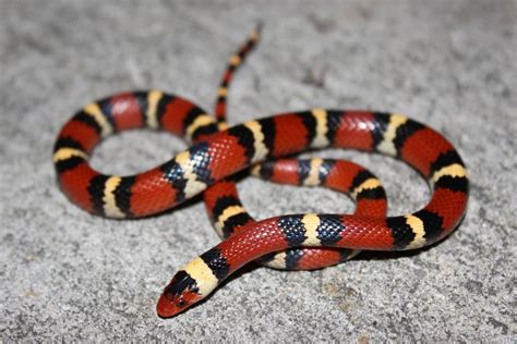 snake red on yellow