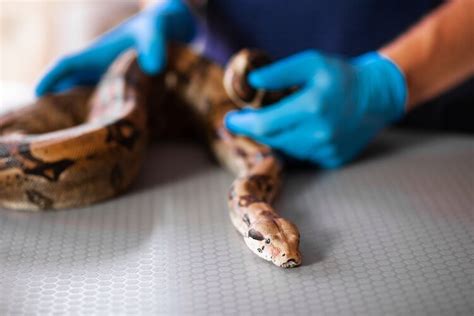 snake vets near me