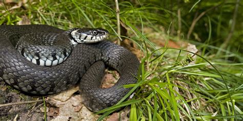 snakes ireland