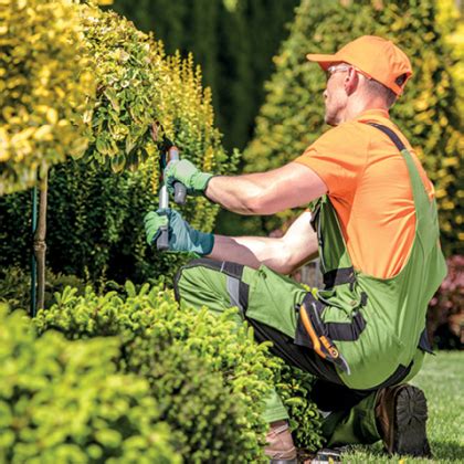 snoeien gereedschap regels tijd bomen klimplanten rozen ed Reader