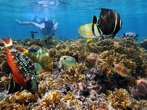 snorkeling in costa rica