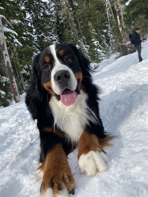 snowbound burnese mountain dogs Kindle Editon